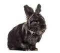 Black Rabbit, isolated Royalty Free Stock Photo
