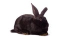 Black rabbit isolated on white Royalty Free Stock Photo