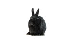 Black rabbit isolated on white background Royalty Free Stock Photo
