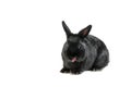 Black rabbit isolated on white background sticking his tongue out Royalty Free Stock Photo