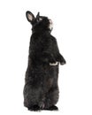 Black Rabbit isolated on white Royalty Free Stock Photo