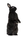 Black Rabbit isolated on white Royalty Free Stock Photo