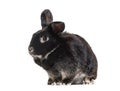 Black Rabbit looking at camera in front of white background Royalty Free Stock Photo