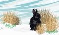 A black rabbit sits in the snow in early spring. Dry grass bushes, drifts and sprouts of spring plants.