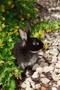 A black rabbit is sitting under flowering bush of forest currant Royalty Free Stock Photo