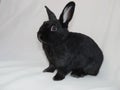 Black rabbit is stand on white background.Little grey bunny rabbit.Rabbit`s eyes are like suffering