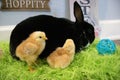 Black rabbit and two yellow chicks for Easter Royalty Free Stock Photo