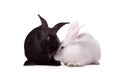 Black rabbit and white rabbit Royalty Free Stock Photo