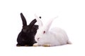Black rabbit and white rabbit isolated