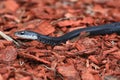 Black Racer Snake