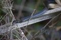 Black Racer Snake Resting on Palm Frond Stem in Florida