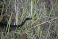 Black Racer Snake With Raised Head Slithering in the Grass