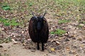 Black Racka sheep in park looking funny