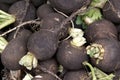 Black Radish Royalty Free Stock Photo