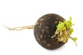 Black Radish Royalty Free Stock Photo