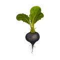 Black Radish as Root Vegetable with Underground Plant Part Vector Illustration