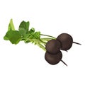 Black radish for banners, flyers, posters, cards. Bunch of black radishes with tops. Fresh organic and healthy, diet and