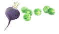 Black radish and Brussels sprouts. Graphic drawing with colored pencils. Isolated on white background