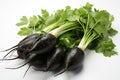 Black radish with green leaves isolated on white background. Royalty Free Stock Photo