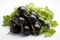 Black radish with green leaves isolated on white background. Royalty Free Stock Photo