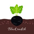 Black radish icon with title