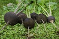 Black radish reaches maturity in October