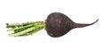 Black radish taproot with green foliage isolated Royalty Free Stock Photo