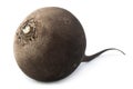 Black radish vegetable closeup Royalty Free Stock Photo