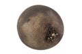 Black radish vegetable closeup Royalty Free Stock Photo