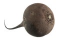 Black radish vegetable closeup Royalty Free Stock Photo