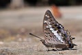 Black Rajah butterfly Royalty Free Stock Photo