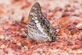 Black Rajah butterfly