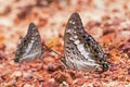 Black Rajah butterfly