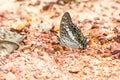 The black rajah butterfly