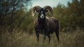 Black Ram In Grass: A Captivating Photo By Mehdi Mohammadi