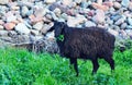 a black ram is grazing Royalty Free Stock Photo
