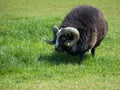 A solitary black Ram grazing in a grassy meadow Royalty Free Stock Photo