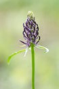 Black rampion, Phyteuma spicatum subsp. nigrum, budding Royalty Free Stock Photo