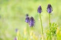 Black rampion, Phyteuma spicatum subsp. nigrum, close-up flower spikes Royalty Free Stock Photo