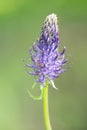 Black rampion, Phyteuma spicatum subsp. nigrum, close-up flowers