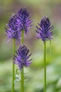 Black rampion, Phyteuma spicatum subsp. nigrum, flower spikes Royalty Free Stock Photo