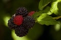 Black Rasberry