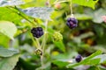 Black raspberries on the bushes, on a blurred green background