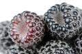 Black Raspberries Close-Up