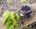Black raspberries in a glass container, ingathering