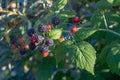 Black raspberries ripen on a raspberry bush in the garden in summer