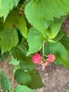 black raspberry or blackberry with unripe red berries on green bush leaves background, outdoors photo image Royalty Free Stock Photo