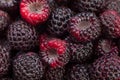 Black raspberry Cumberland