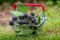 Black raspberry cumberland and green leaves in a metal basket, raspberries for sale Royalty Free Stock Photo