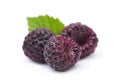 Black raspberry Cumberland